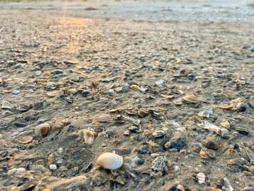 The BEST Beach for Shelling in North Carolina (secret spot!)