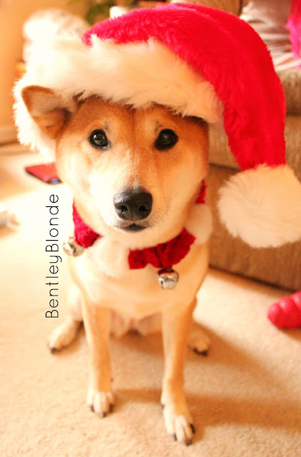 Merry Christmas from BentleyBlonde!