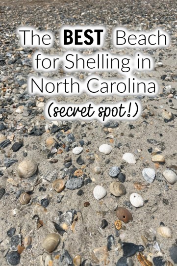 The BEST Beach for Shelling in North Carolina (secret spot!)
