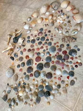 The BEST Beach for Shelling in North Carolina (secret spot!)