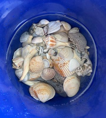The BEST Beach for Shelling in North Carolina (secret spot!)